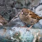 Spatz im Brunnen...