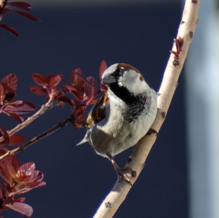 Spatz im Busch