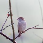 Spatz im Busch