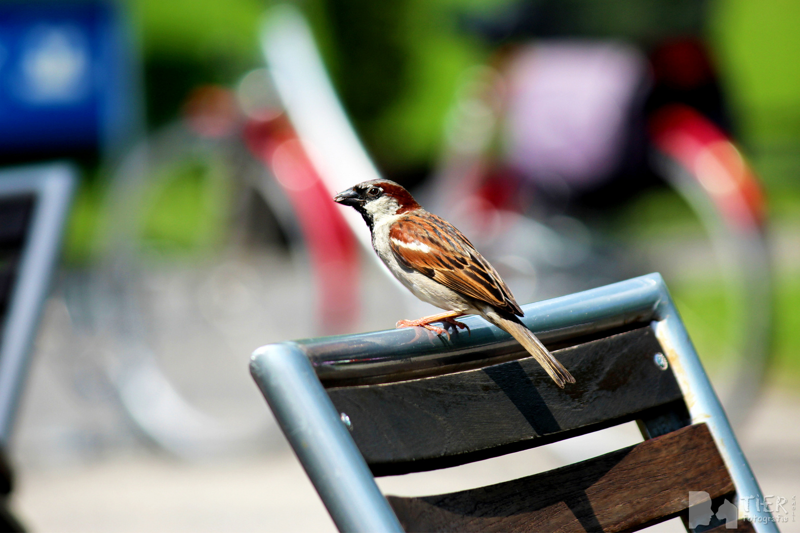 Spatz im Café