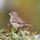 Spatz im diffusen Sonnenlicht 