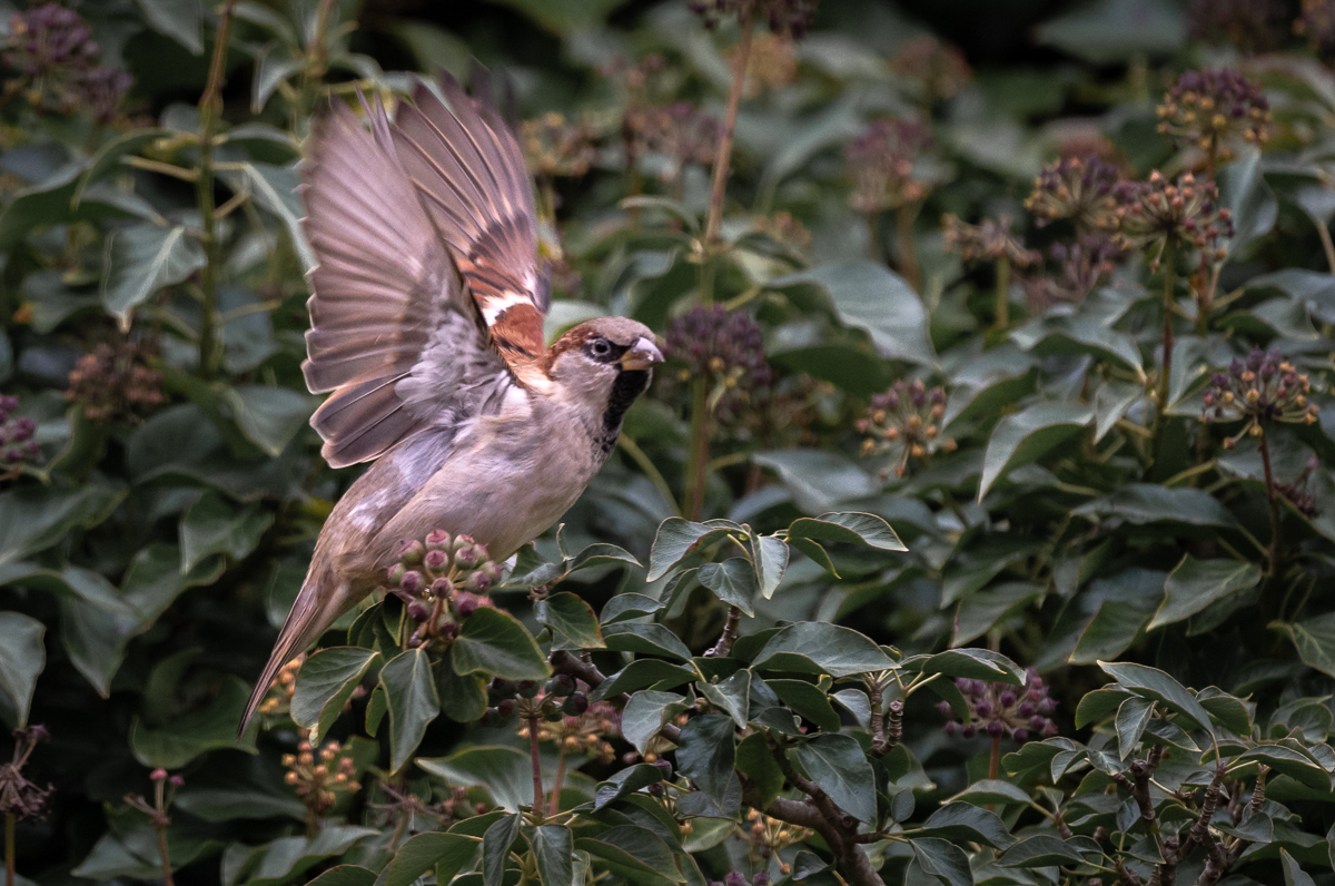 Spatz im Efeu