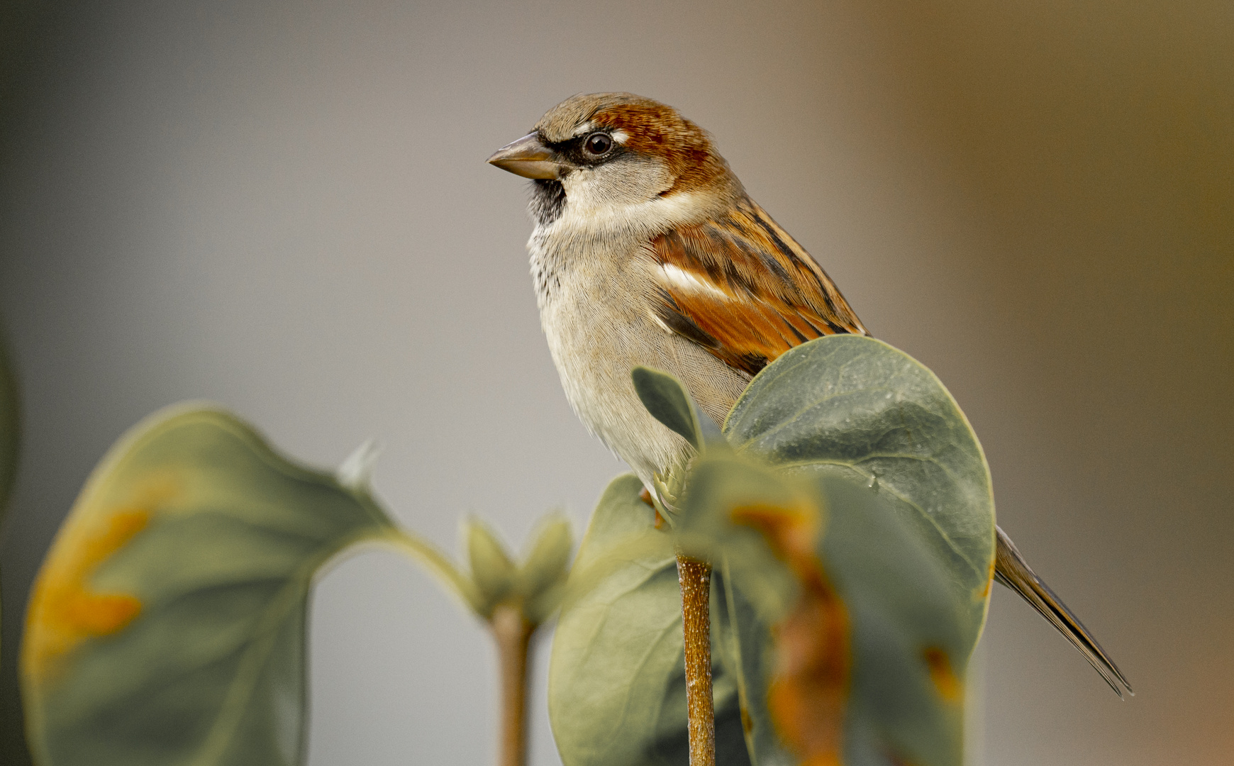 Spatz im Flieder