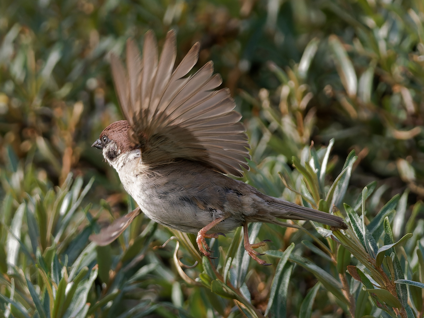 Spatz im Flug