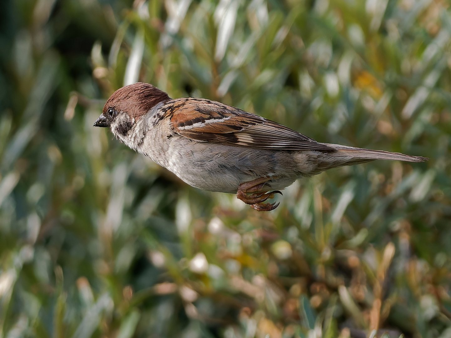 Spatz im Flug 