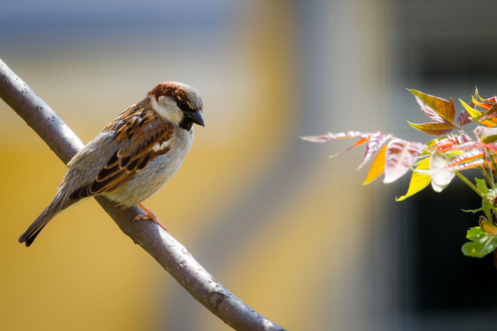 Spatz im Frühling