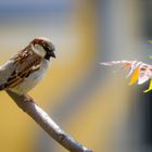 Spatz im Frühling