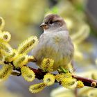 Spatz im Frühling