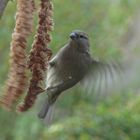 Spatz im Futteranflug