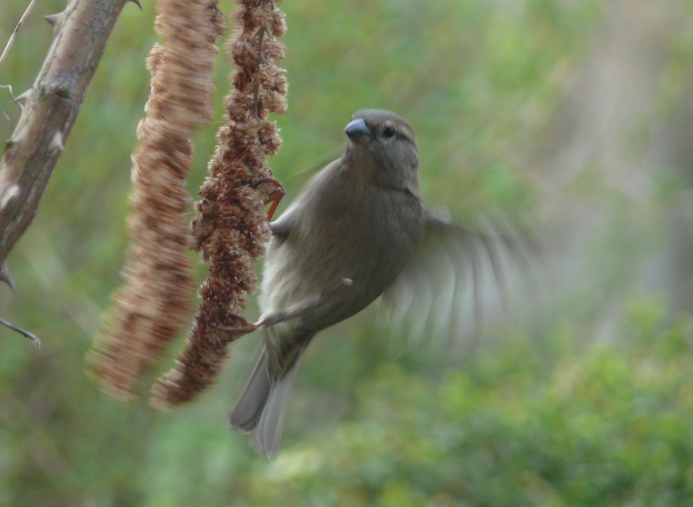 Spatz im Futteranflug