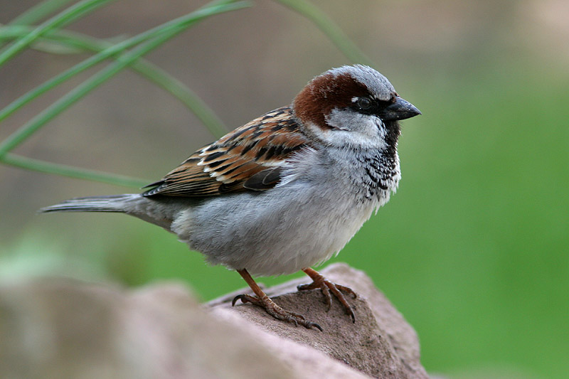 Spatz im Garten