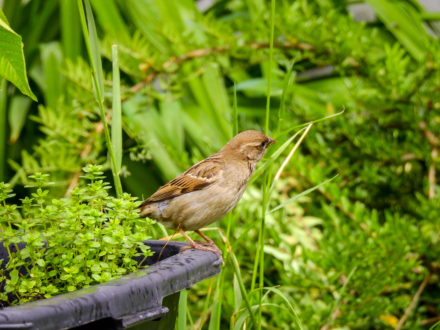 Spatz im Garten