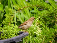 Spatz im Garten