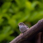 Spatz im  Garten 