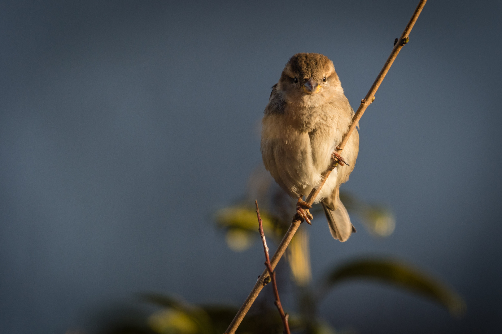 Spatz im Garten