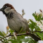 Spatz im Garten