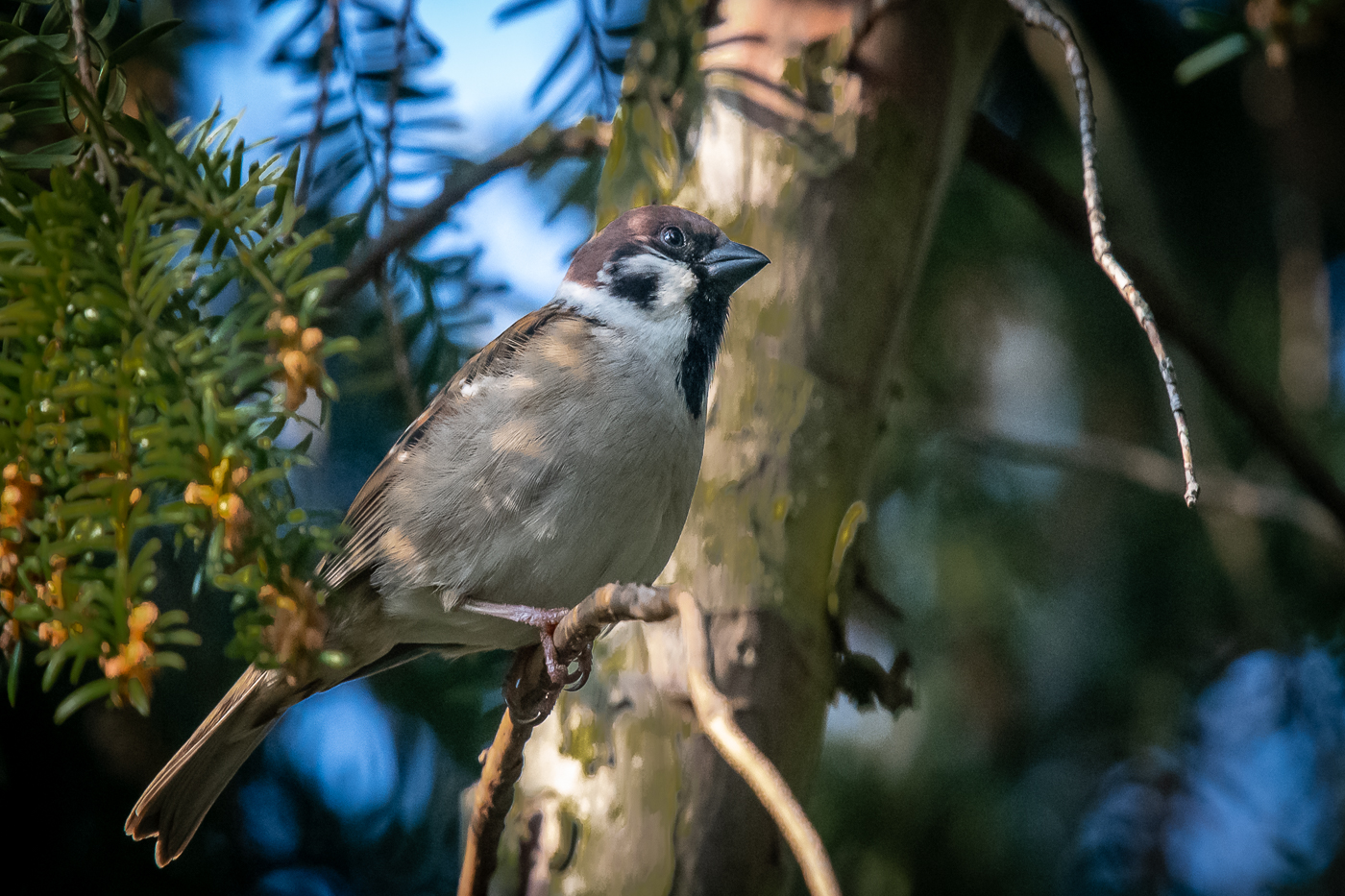 Spatz im Garten