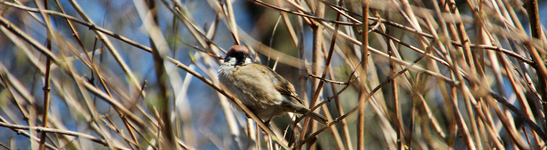 Spatz im Geäst 1