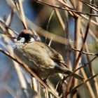 Spatz im Geäst 1