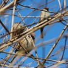 Spatz im Geäst 2