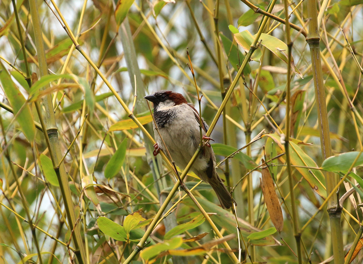 Spatz im Geäst