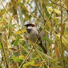 Spatz im Geäst