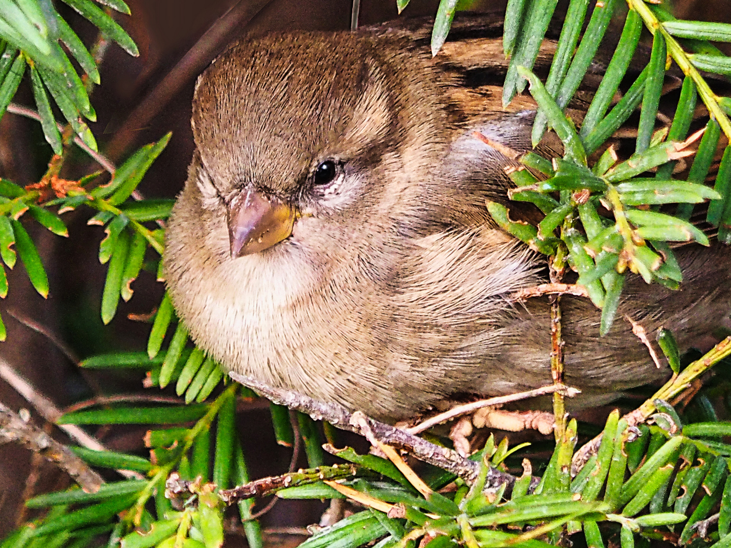 Spatz im Gebüsch