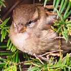 Spatz im Gebüsch