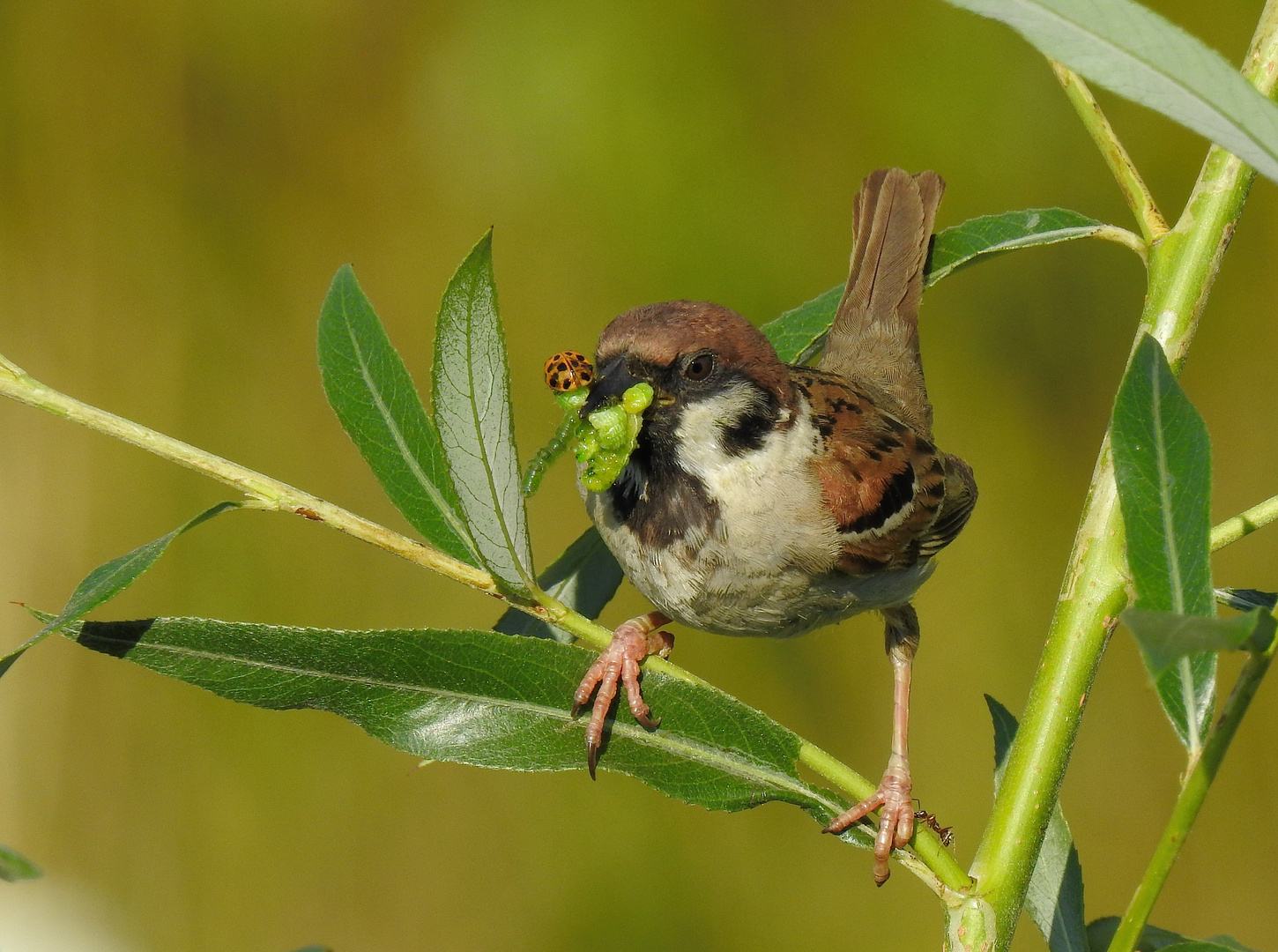 Spatz im Glück