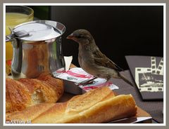 Spatz im Glück (mit Gedicht)