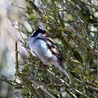 Spatz im Halbschatten