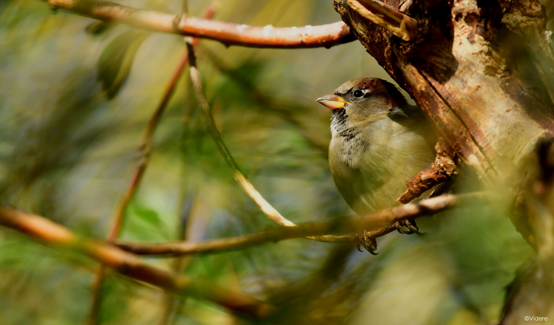 Spatz im heimischen Baum