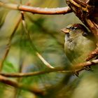 Spatz im heimischen Baum