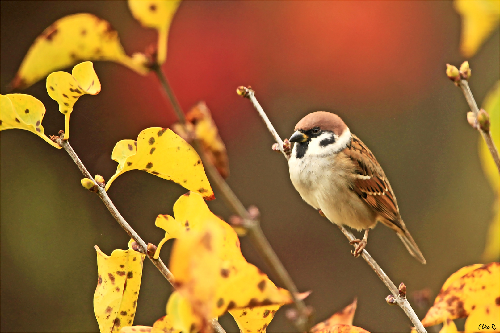 Spatz im Herbst