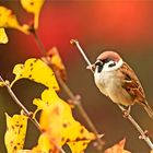 Spatz im Herbst