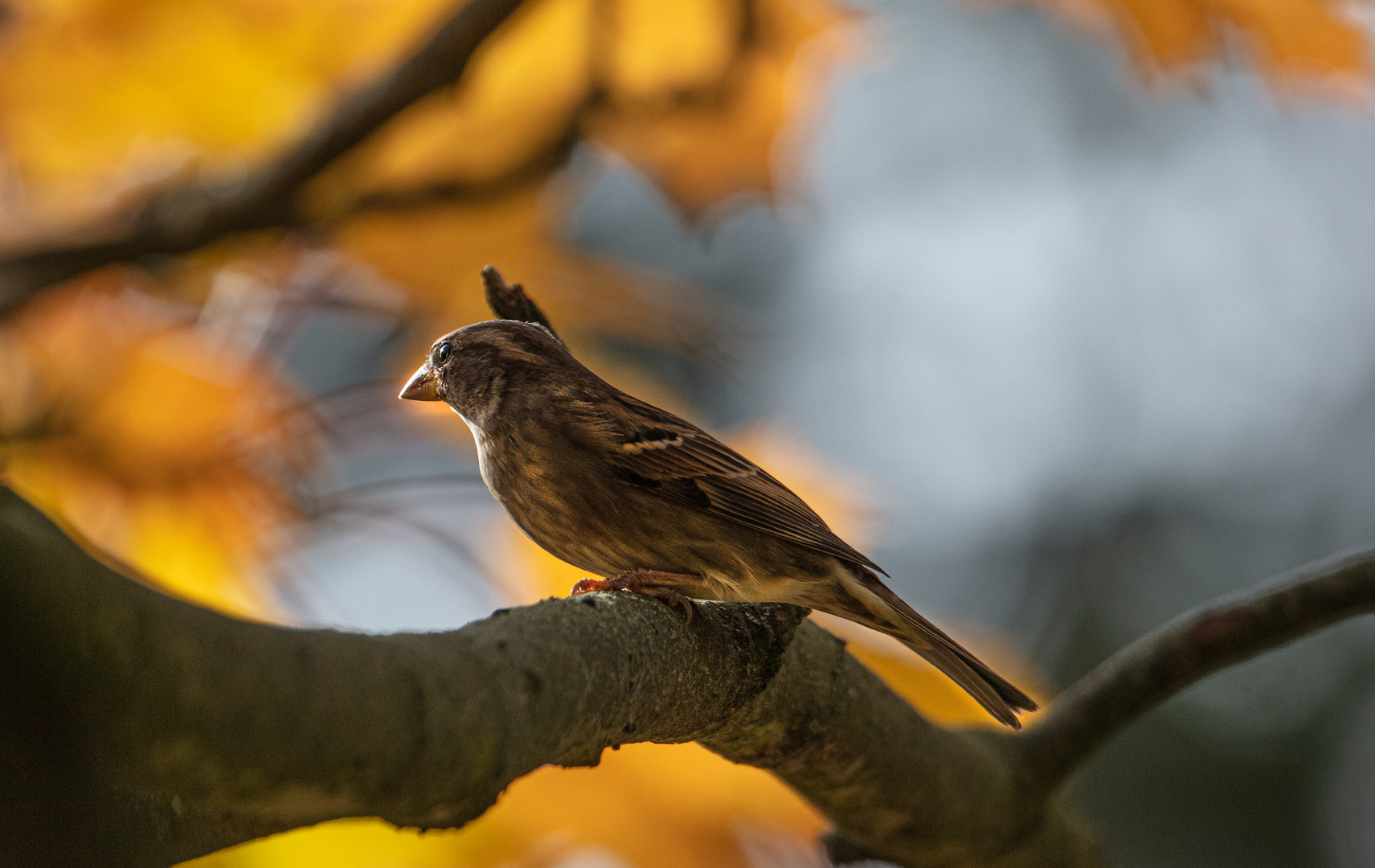 Spatz im Herbst