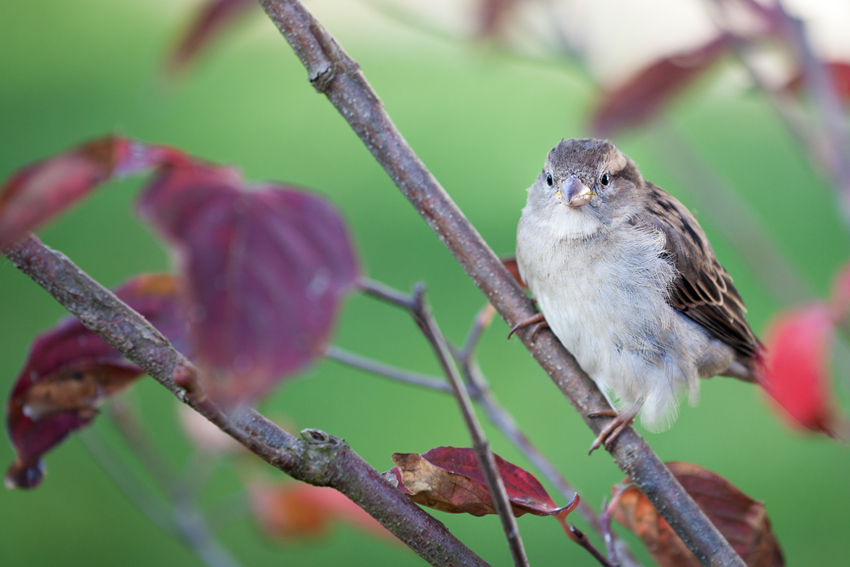 Spatz im Herbst