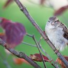 Spatz im Herbst