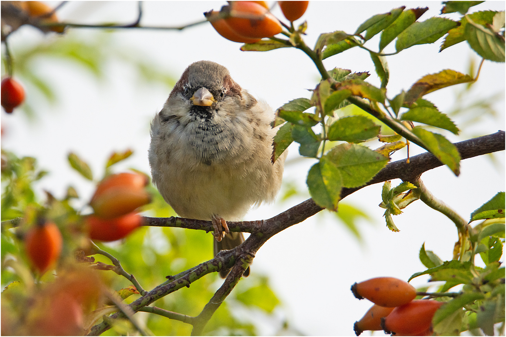 Spatz im herbstlichen Umfeld (2)