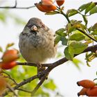 Spatz im herbstlichen Umfeld (2)