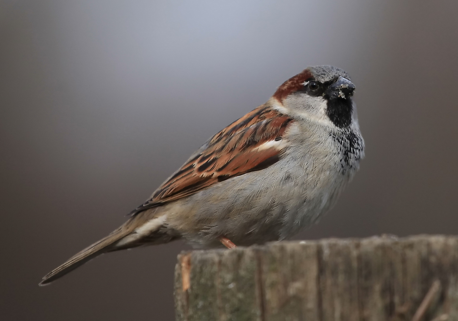 Spatz im Ingenhammshof