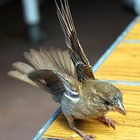 Spatz im Landeanflug