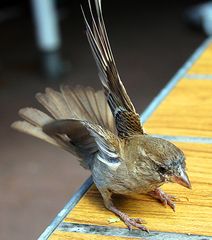 Spatz im Landeanflug