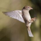 Spatz im Landeanflug....