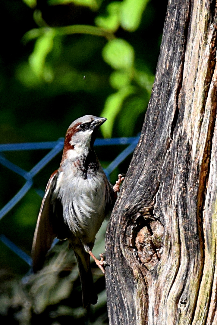 Spatz im Leinebergland