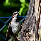 Spatz im Leinebergland