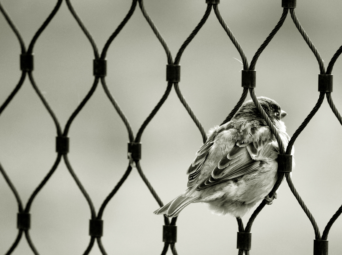 Spatz im Maschendrahtzaun