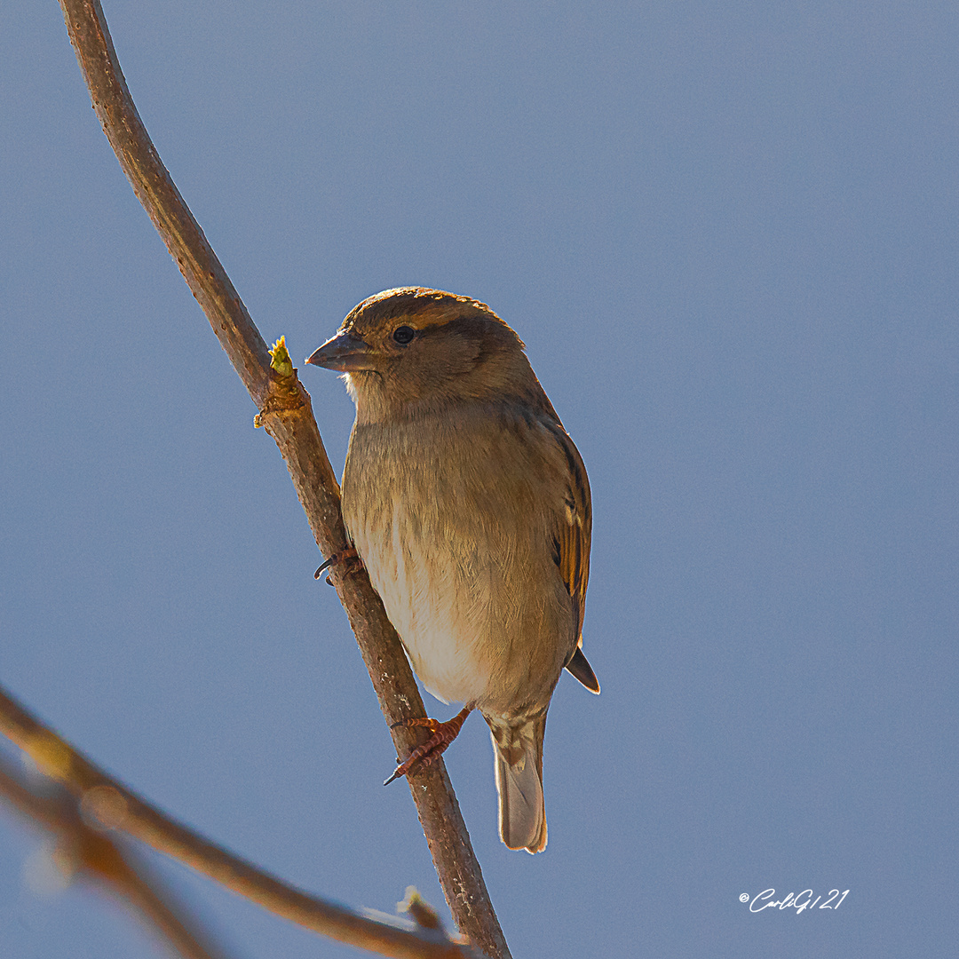 Spatz im Morgenlicht