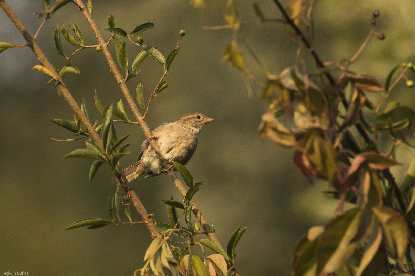 Spatz im Morgenlicht