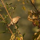 Spatz im Morgenlicht